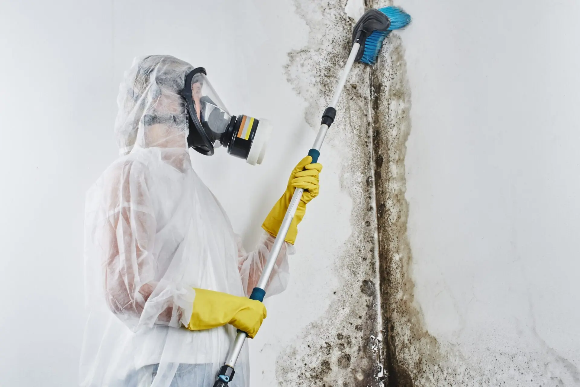  Mould cleaning central coast 